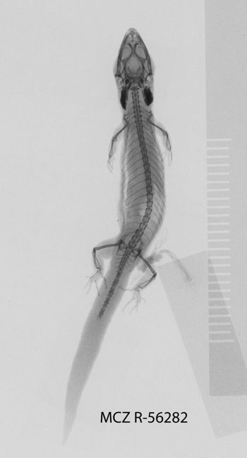 Media type: image;   Herpetology R-56282